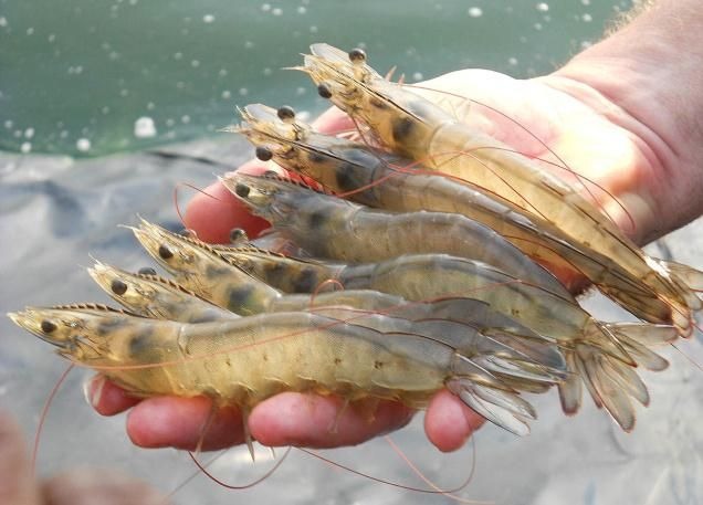 Wild-caught shrimp varieties